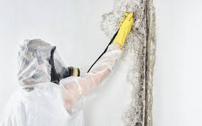 Why You Should Choose Our Mold Remediation Services in Effingham, IL